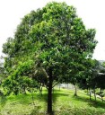 Semínka Acacia mangium, 25 ks, tropická akácie se sytě žlutými kulovitými květy, tmavě zelené listy, výsadba pro skleník a sběratele 2