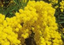 Semínka Acacia mangium, 25 ks, tropická akácie se sytě žlutými kulovitými květy, tmavě zelené listy, výsadba pro skleník a sběratele 3
