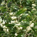 Semínka Acacia melanoxylon, 20 ks, akácie černá s krémovými pompony, tmavě zelené kožovité listy, výsadba pro zahradu a sběratele 1