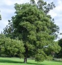 Semínka Acacia melanoxylon, 20 ks, akácie černá s krémovými pompony, tmavě zelené kožovité listy, výsadba pro zahradu a sběratele 2