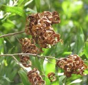 Semínka Acacia melanoxylon, 20 ks, akácie černá s krémovými pompony, tmavě zelené kožovité listy, výsadba pro zahradu a sběratele 3