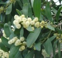 Semínka Acacia melanoxylon, 20 ks, akácie černá s krémovými pompony, tmavě zelené kožovité listy, výsadba pro zahradu a sběratele 4