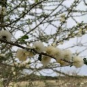 Semínka Acacia mellifera, 10 ks, africká akácie s krémovými pompovitými květy, drobné zelené listy, výsadba pro sběratele a skleník 1