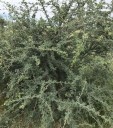 Semínka Acacia mellifera, 10 ks, africká akácie s krémovými pompovitými květy, drobné zelené listy, výsadba pro sběratele a skleník 2