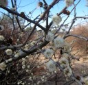 Semínka Acacia mellifera, 10 ks, africká akácie s krémovými pompovitými květy, drobné zelené listy, výsadba pro sběratele a skleník 3