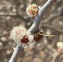 Semínka Acacia mellifera, 10 ks, africká akácie s krémovými pompovitými květy, drobné zelené listy, výsadba pro sběratele a skleník 4