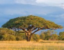 Semínka Acacia planifrons, 20 ks, trnitá akácie s bílými pompovitými květy, dekorativní strom pro skleník a sběratele dřevin 2