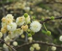 Semínka Acacia planifrons, 20 ks, trnitá akácie s bílými pompovitými květy, dekorativní strom pro skleník a sběratele dřevin 3