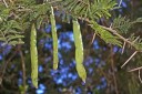 Semínka Acacia sieberiana, 5 ks, africká akácie z rodu Acacia, exotická dřevina pro skleník, zimní zahradu a sběratelské pěstování 4