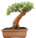 Semínka Acacia sieberiana, výhodné balení 25 ks, africká dřevina z rodu Acacia, výsadba pro pěstitele, školky a větší botanické projekty 1