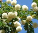 Semínka Acacia sieberiana, výhodné balení 25 ks, africká dřevina z rodu Acacia, výsadba pro pěstitele, školky a větší botanické projekty 2