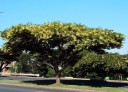 Semínka Acacia sieberiana, výhodné balení 25 ks, africká dřevina z rodu Acacia, výsadba pro pěstitele, školky a větší botanické projekty 3