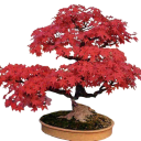 Semínka Acer tataricum subsp. ginnala, profesionální balení 1000 ks, javor pro komerční výsadbu, školky, krajinné a parkové projekty 3