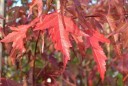 Semínka Acer tataricum subsp. ginnala, výhodné balení 100 ks, javor s pestrým podzimním zbarvením, výsadba pro školky, parky a aleje 4
