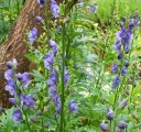 Semínka Aconitum heterophyllum, výhodné balení 50 ks, oměj různolistý s fialovými helmovitými květy, vytrvalka pro zahrady i sběratele 1
