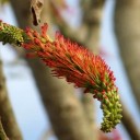 Semínka Acrocarpus fraxinifolius, 20 ks, exotický rychle rostoucí strom se zpeřenými zelenými listy, výsadba pro skleník a sběratele 2