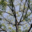 Semínka Acrocarpus fraxinifolius, 20 ks, exotický rychle rostoucí strom se zpeřenými zelenými listy, výsadba pro skleník a sběratele 3