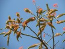 Semínka Acrocarpus fraxinifolius, 20 ks, exotický rychle rostoucí strom se zpeřenými zelenými listy, výsadba pro skleník a sběratele 4
