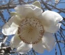 Semínka Adansonia digitata, balení 10 ks, africký baobab pro bonsaj, sběratele a pokojové pěstování exotických rostlin 2