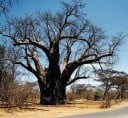Semínka Adansonia digitata, balení 10 ks, africký baobab pro bonsaj, sběratele a pokojové pěstování exotických rostlin 3