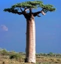 Semínka Adansonia madagascariensis, 5 ks, raritní madagaskarský baobab, exotická pokojová dřevina pro sběratele a bonsaj 1