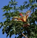Semínka Adansonia madagascariensis, balení 10 ks, vzácný baobab z Madagaskaru, výsadba pro sběratele, bonsajisty a botanické projekty 2