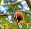 Semínka Adansonia madagascariensis, balení 10 ks, vzácný baobab z Madagaskaru, výsadba pro sběratele, bonsajisty a botanické projekty 3