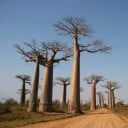 Semínka Adansonia madagascariensis, balení 10 ks, vzácný baobab z Madagaskaru, výsadba pro sběratele, bonsajisty a botanické projekty 4