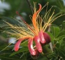 Semínka Adansonia madagascariensis, balení 10 ks, vzácný baobab z Madagaskaru, výsadba pro sběratele, bonsajisty a botanické projekty 5