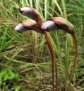 Semínka Aeginetia indica, 100 ks, exotická rostlina s neobvyklými trubkovitými květy, sběratelské pěstování pro botaniky a milovníky rarit 1