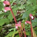 Semínka Aeginetia indica, 100 ks, exotická rostlina s neobvyklými trubkovitými květy, sběratelské pěstování pro botaniky a milovníky rarit 2