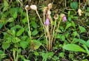 Semínka Aeginetia indica, 100 ks, exotická rostlina s neobvyklými trubkovitými květy, sběratelské pěstování pro botaniky a milovníky rarit 4