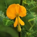 Semínka Aeschynomene aspera, 10 ks, exotická rostlina s oranžovými květy a zpeřenými listy, výsadba pro skleník a sběratele rarit 2