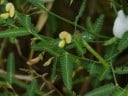 Semínka Aeschynomene aspera, 10 ks, exotická rostlina s oranžovými květy a zpeřenými listy, výsadba pro skleník a sběratele rarit 3