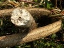 Semínka Aeschynomene aspera, 10 ks, exotická rostlina s oranžovými květy a zpeřenými listy, výsadba pro skleník a sběratele rarit 4