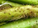 Semínka Aeschynomene aspera, 10 ks, exotická rostlina s oranžovými květy a zpeřenými listy, výsadba pro skleník a sběratele rarit 5