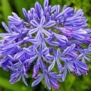 Semínka Agapanthus praecox subsp. praecox, balení 100 ks, kalokvět ranný s modrofialovým květenstvím, výsadba pro školky a větší projekty 1