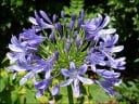 Semínka Agapanthus praecox subsp. praecox, balení 100 ks, kalokvět ranný s modrofialovým květenstvím, výsadba pro školky a větší projekty 3