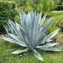 Semínka agáve americké Agave americana 10 ks, sukulent s modrošedými masitými listy, výsadba pro zahradu a nádoby 1