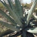 Semínka agáve americké Agave americana 10 ks, sukulent s modrošedými masitými listy, výsadba pro zahradu a nádoby 2