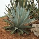 Semínka agáve americké Agave americana 10 ks, sukulent s modrošedými masitými listy, výsadba pro zahradu a nádoby 3