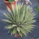 Semínka Agave ghiesbreghtii, 10 ks, kompaktní sukulent s tmavě zelenými listy a ostnatými okraji, výsadba pro sběratele a nádoby 1