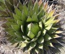 Semínka Agave ghiesbreghtii, 10 ks, kompaktní sukulent s tmavě zelenými listy a ostnatými okraji, výsadba pro sběratele a nádoby 2