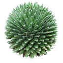 Semínka agáve královny Viktorie Agave victoriae-reginae, 10 ks, kompaktní sukulent s bíle lemovanými listy, výsadba pro sběratele 2