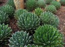 Semínka agáve královny Viktorie Agave victoriae-reginae, 10 ks, kompaktní sukulent s bíle lemovanými listy, výsadba pro sběratele 3