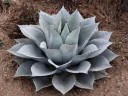 Semínka Agave ovatifolia Giant, 10 ks, mohutný sukulent se stříbřitě modrými listy, výsadba pro zahradu, terasu a sběratele 2
