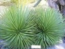 Semínka Agave striata subsp. striata, 10 ks, sukulent s úzkými stříbřitě modrými listy v hustém trsu, výsadba pro nádoby a sběratele 2