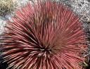 Semínka Agave striata subsp. striata, 5 ks, sukulent s úzkými červenými listy v hustém trsu, výsadba pro sběratele a sukulentní sbírky 1