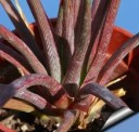 Semínka Agave striata subsp. striata, 5 ks, sukulent s úzkými červenými listy v hustém trsu, výsadba pro sběratele a sukulentní sbírky 2