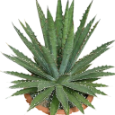 Semínka Agave xylonacantha, 10 ks, sukulent s otevřenou rozetou a nápadnými bílými ostnatými okraji, výsadba pro sběratele 1